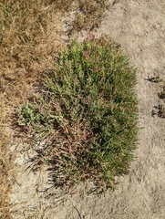 Salicornia pacifica