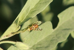 Zonosemata vittigera