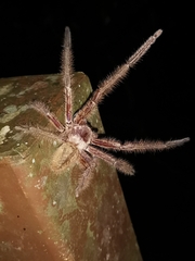 Rhitymna verruca
