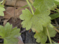 Ranunculus muricatus