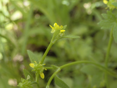 Ranunculus muricatus