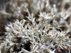 Cladonia uncialis