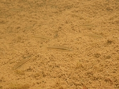 Rhinichthys atratulus