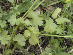 Ranunculus muricatus
