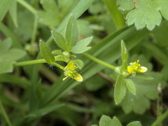 Ranunculus muricatus