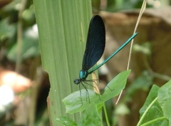 Matrona cyanoptera