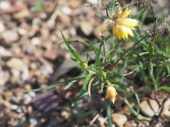 Xerochrysum viscosum