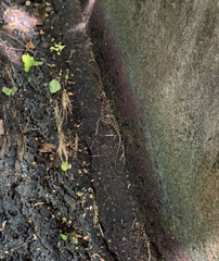 Leptodeira rhombifera