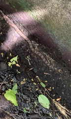 Leptodeira rhombifera