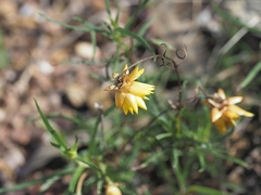 Xerochrysum viscosum