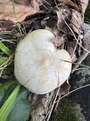 Hygrophorus chrysodon