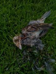 Passer domesticus