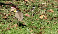 Vanellus miles novaehollandiae