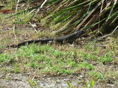 Egernia kingii