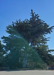 Cupressus macrocarpa