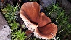 Lactarius helvus