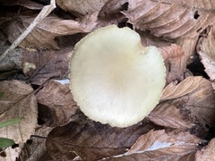 Hygrophorus chrysodon