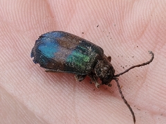 Monocesta coryli