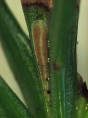 Lepidosaphes pallida