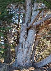 Cupressus macrocarpa