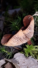 Lactarius helvus