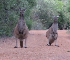 Macropus fuliginosus