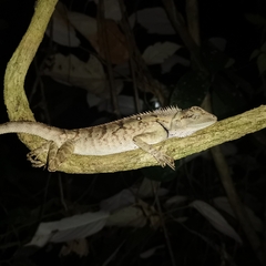 Calotes emma
