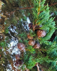 Cupressus macrocarpa