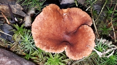 Lactarius helvus