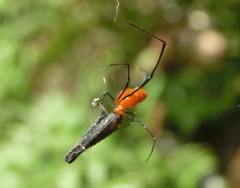 Argyrodes miniaceus