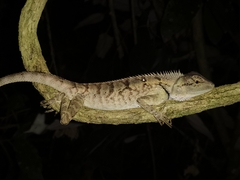 Calotes emma