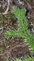 Lycopodium clavatum
