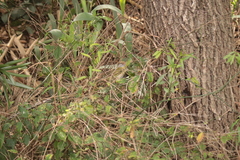 Cyclarhis gujanensis