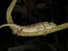 Calotes emma