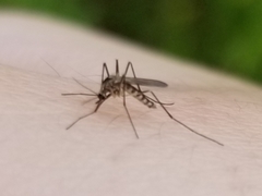 Aedes triseriatus