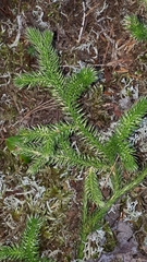 Lycopodium clavatum