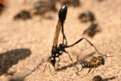 Eremnophila