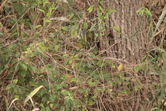 Cyclarhis gujanensis