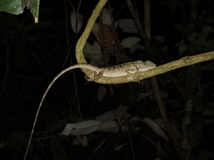 Calotes emma
