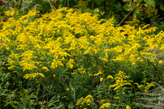 Solidago