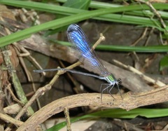 Psolodesmus mandarinus