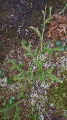 Lycopodium clavatum
