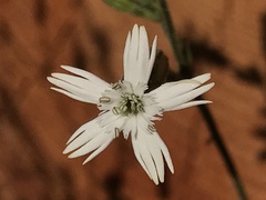 Silene douglasii