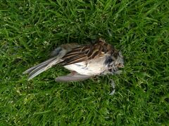 Passer domesticus