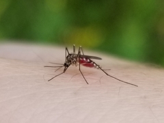 Aedes triseriatus