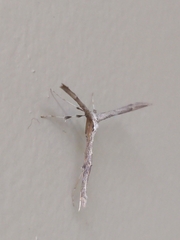 Anstenoptilia marmarodactyla