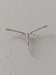 Anstenoptilia marmarodactyla
