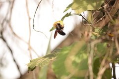 Neoxylocopa