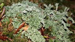 Cladonia squamosa
