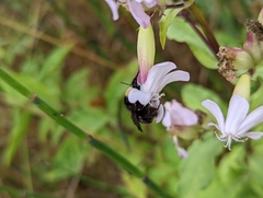 Bombus caliginosus